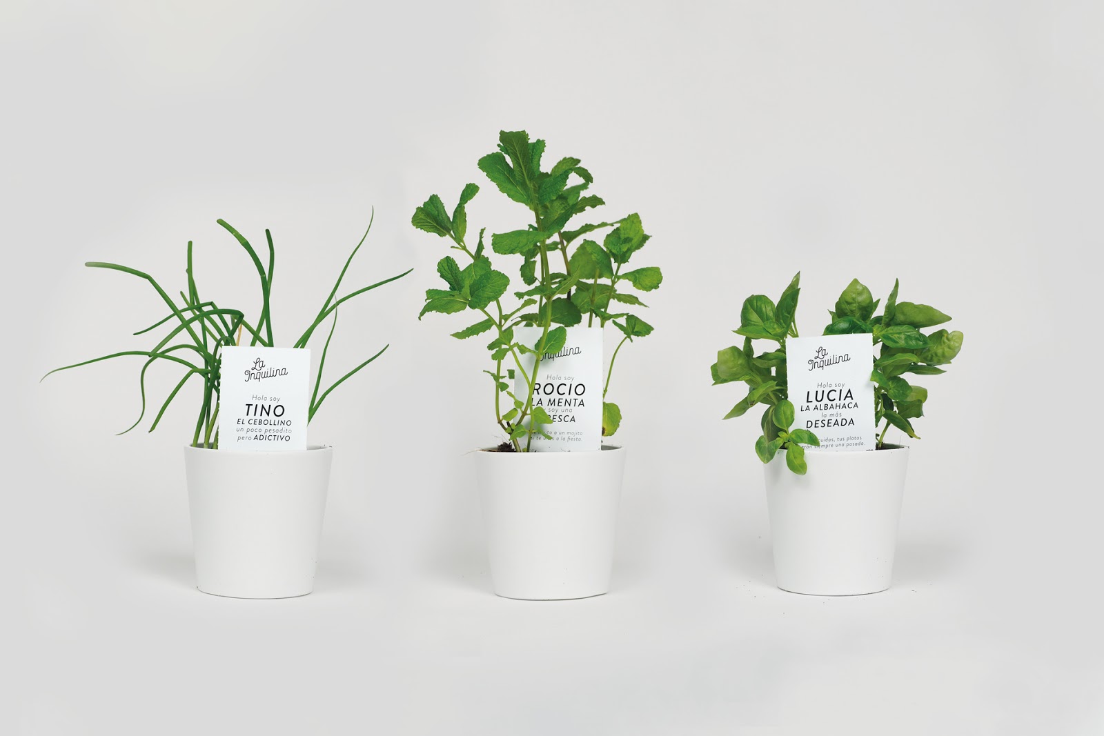 植物盆栽的包装设计让消费者和产品互动起来(图11)