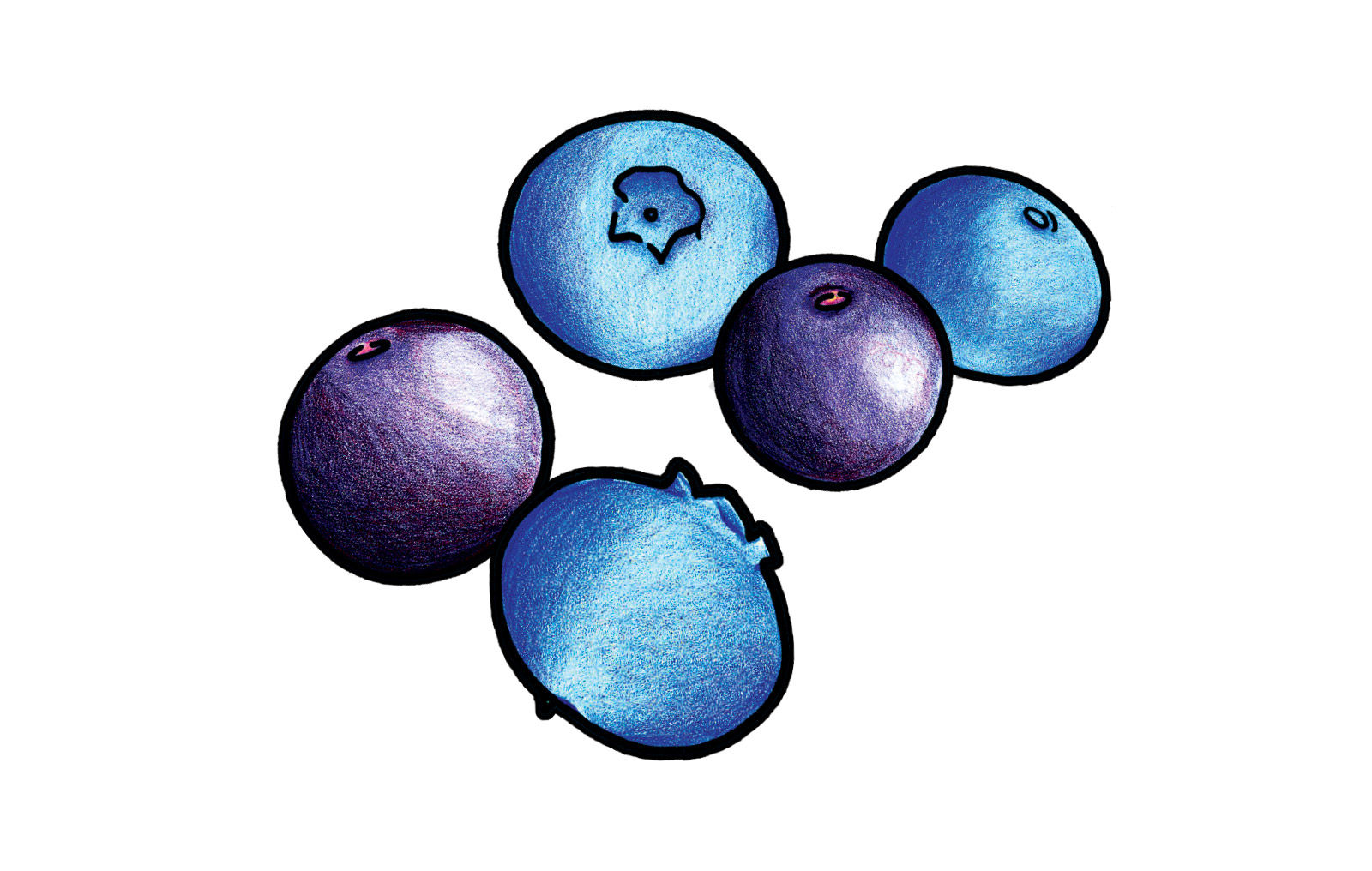 蓝莓插画