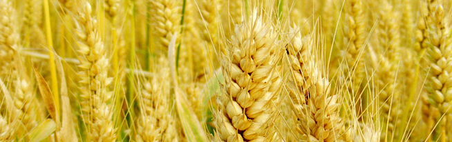 淮粮春品牌logo与食品包装设计欣赏(图3)