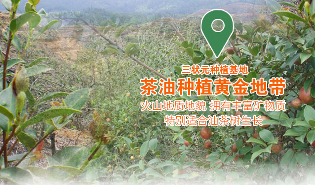 三状元品牌logo与食品包装设计欣赏(图3)