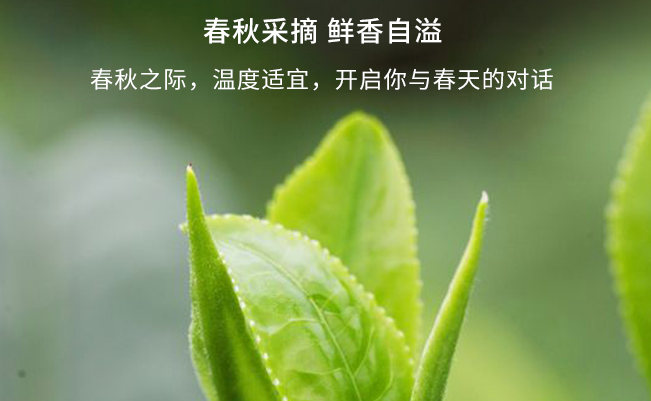 黑美人食品包装设计欣赏(图3)