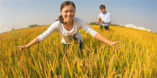 射阳大米食品包装设计欣赏(图3)
